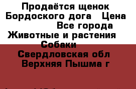 Продаётся щенок Бордоского дога › Цена ­ 37 000 - Все города Животные и растения » Собаки   . Свердловская обл.,Верхняя Пышма г.